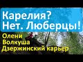 По интересным и живописным местам Подмосковья. Дзержинский карьер, Волкуша. Встретили оленей.