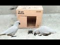 Hack Life - Creative Best Parrot Bird Trap Make From Cardboard Box