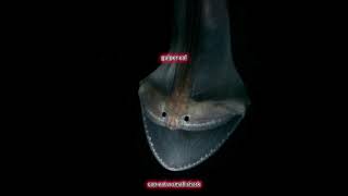 Scaryest Deep-Sea Animals Part 1