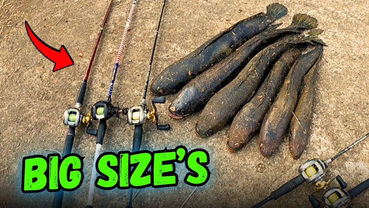 Big Size Snakehead Fishing | Only Snakehead Fishing