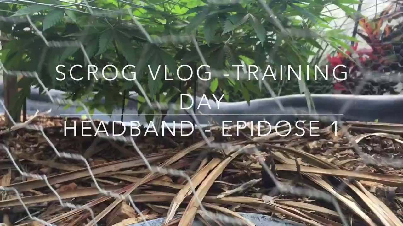 SCROG VLOG - TRAINING DAY - HEADBAND - SUPER SOIL