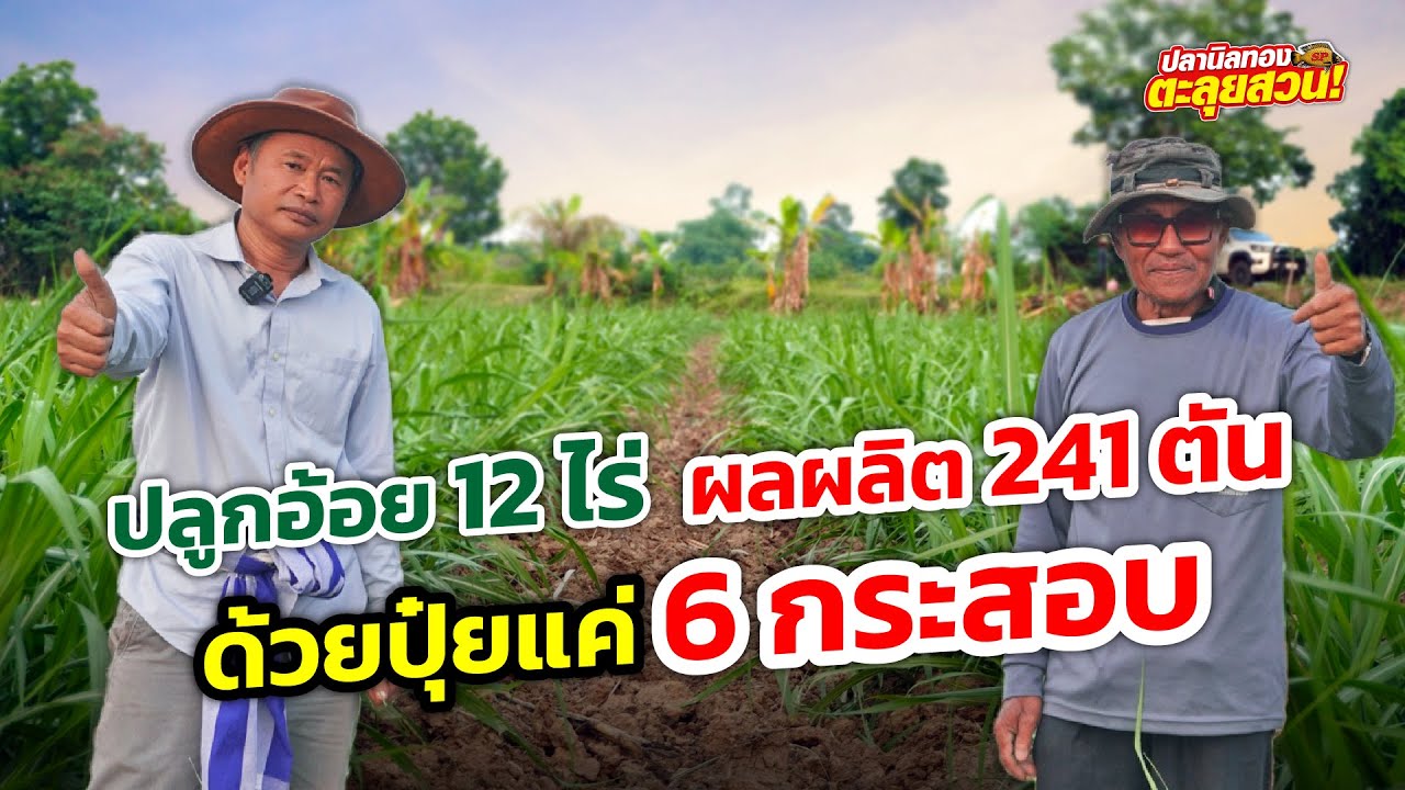 ปลูกอ้อย 12 ไร่ ผลผลิต 241 ตัน ด้วยปุ๋ยแค่ 6 กระสอบ!! ตะลุยสวน #108