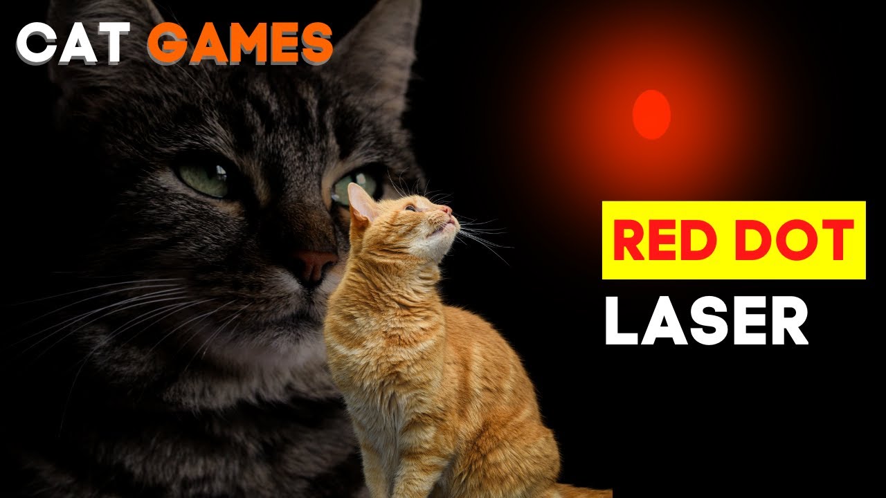 CAT GAMES catching Red dot Laser Hunt Red Dot Laser Video for Cats to