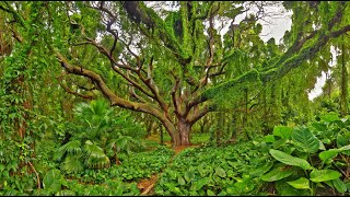 HAWAII, Maui, Honolua Forest : Amazing Planet (4K) 2022 HAWAII, Maui, Honolua Forest : Amazing Planet (4K) 2022