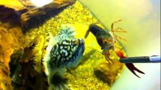 Mexican Giant Muskturtle eating Red swamp crayfish 2