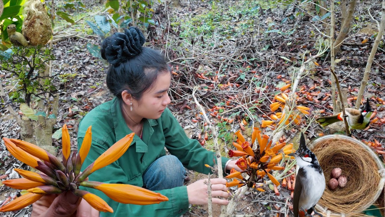 Cùng Cô Gái Lên  Rừng Hái Hoa Lạ Và Đôi Mào Sinh Sản Đã Làm Tổ | Dân Tộc Tây Bắc Tv