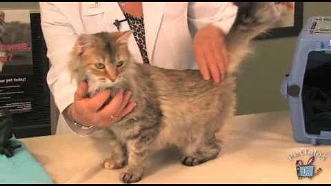 Encourage Cat Vet Visits