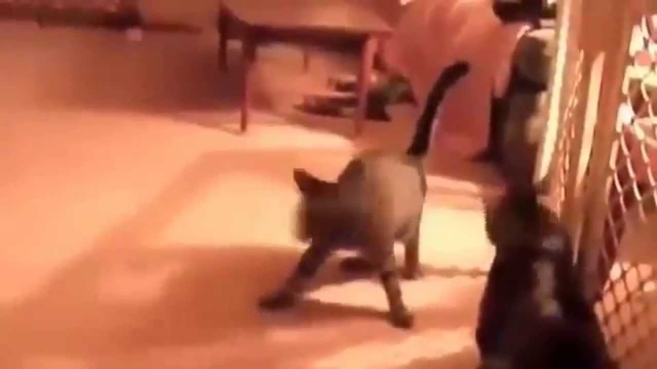 Гонки за солнечным зайчиком. - YouTube