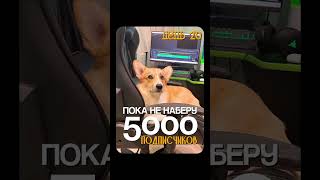 Подпишись! У нас много интересного! #корги #собака #corgi