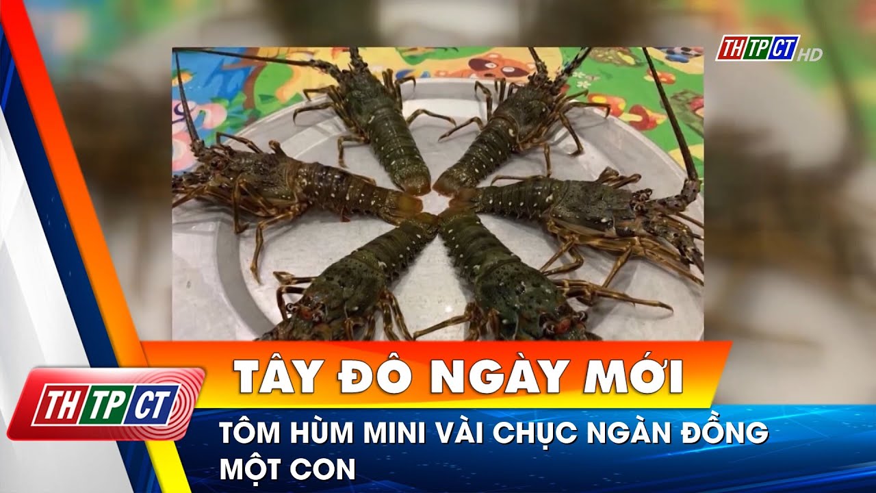 Tôm hùm mini vài chục ngàn đồng một con | Cần Thơ TV - YouTube