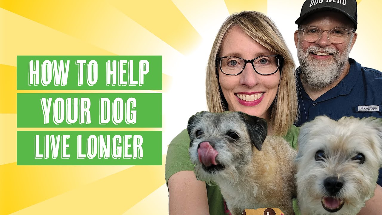 How to Help Your Dog Live Longer Tips We Think Helped Our Dogs YouTube