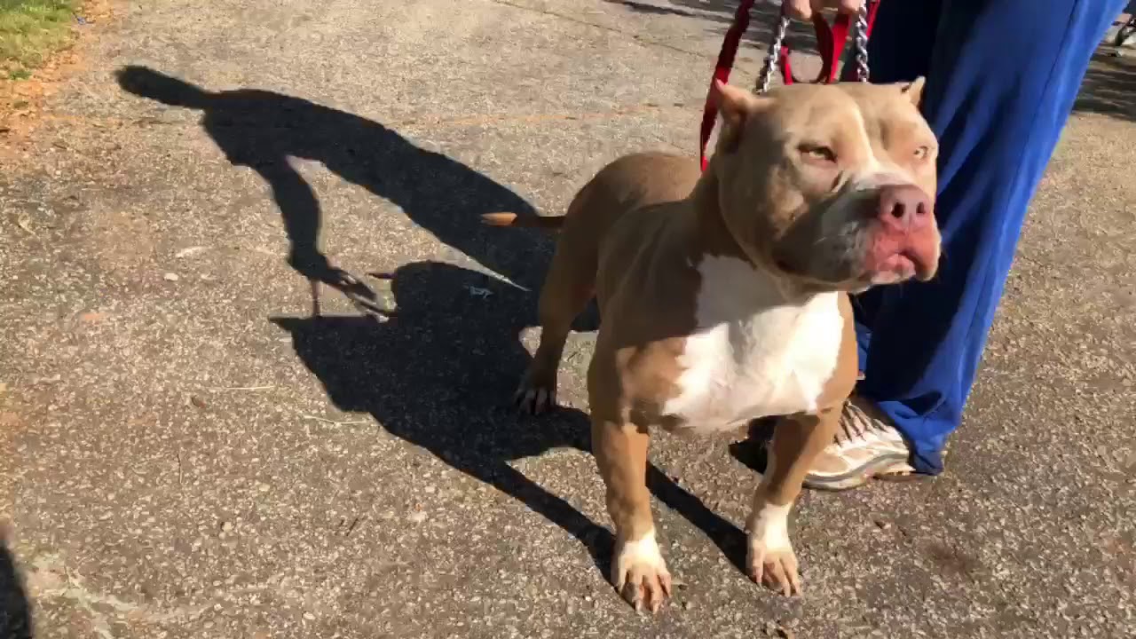 champagne xl bully