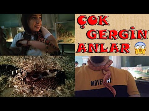 Video: Odessa'daki ilginç müzeler