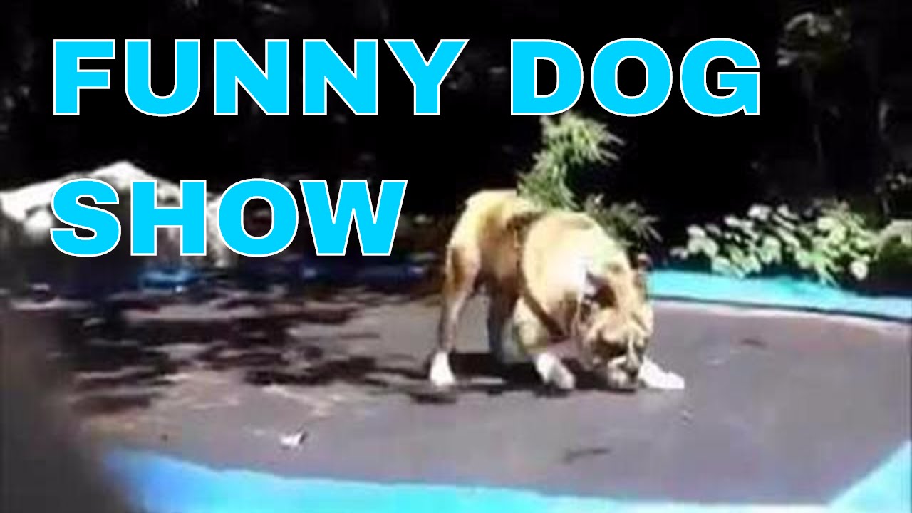 Funny dog show (Legend of One Kevin MacLeod) YouTube