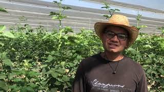 Böğürtlen Yetiştiriciliği