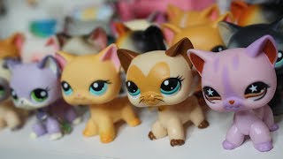 All My LPS Shorthair Cats! | LPSjazzmatazz