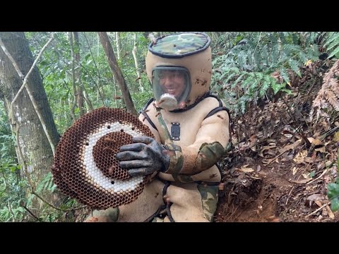 নির্মূল মার্ডার হর্নেট নেস্ট,এশিয়ান জায়ান্ট হর্নেট নেস্ট রিমুভাল,ওয়াস্প নেস্ট রিমুভাল,ভেসপা ম্যান্ডারিনা