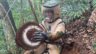 : ERADICATION MURDER HORNET NEST,ASIAN GIANT HORNET NEST REMOVAL,WASP NEST REMOVAL,VESPA MANDARINA