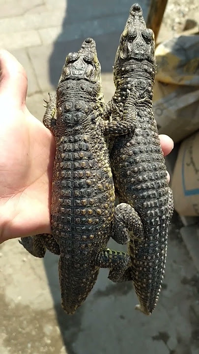 أغرب أنواع الحيوانات ف سوق الجمعه 🐍❤️✨