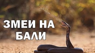Вкусные змеи на о.Бали! Вкусные змеи на о.Бали!