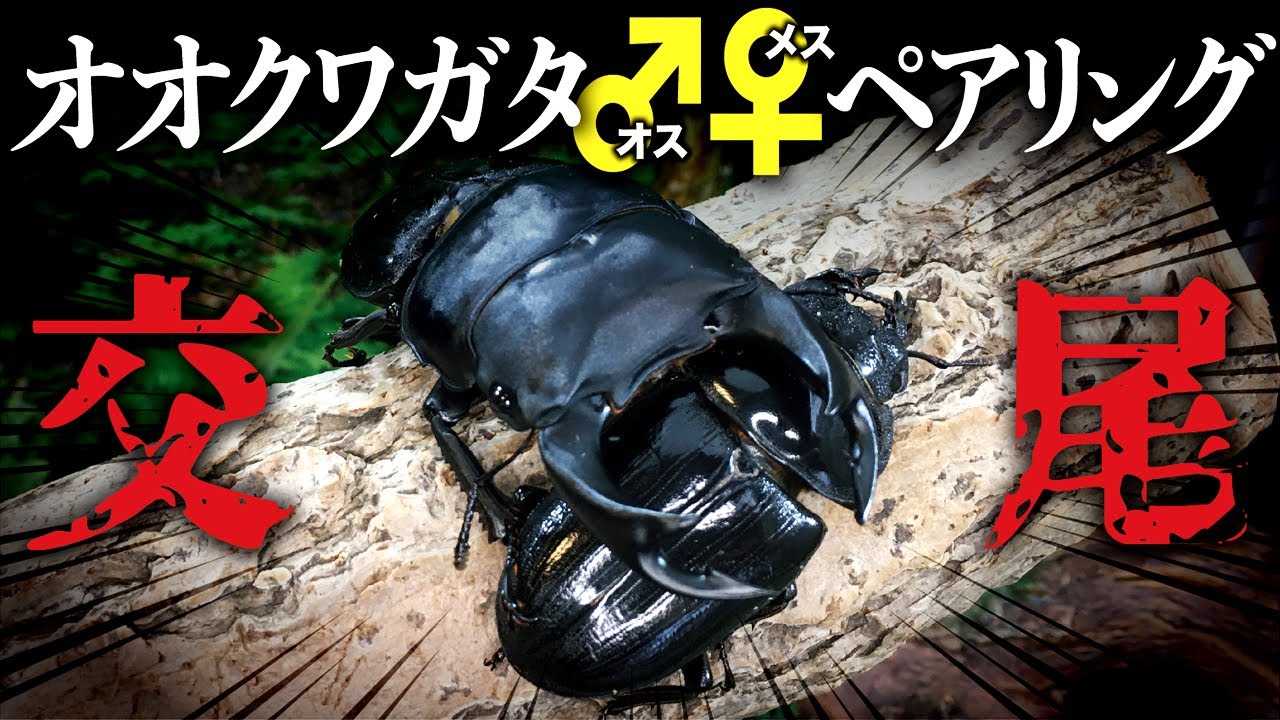 Will the giant stag beetles be successful in mating? Breeding