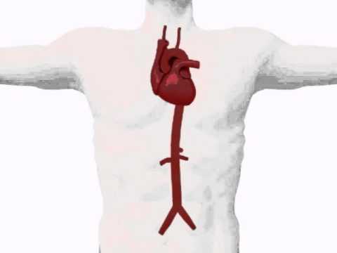 Aorta - YouTube