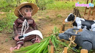 Luby Monyet Lucu Pergi Ngarit Rumput Untuk Pakan Ternak Sapi dan Kerbau