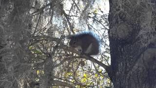 Squirrel chatting me up