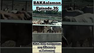 BAKAalaman Episode 35 - Bakit  May Hangganan ang Efficiency sa Fattening