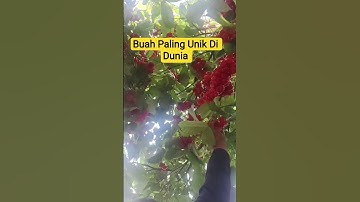 Buah Paling Unik Di Dunia Ada Di Pedesaan Terpencil#desaterpencil #buah#kampung