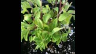 Oregano vs. Marjoram -- Mint Family Perennial Herbs In Kitchen Garden