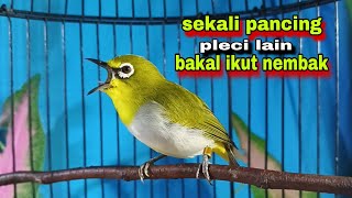 Download Lagu Suara Burung PLECI GACOR Ngalas Nembak Ngotot Fighter_Bird Song MP3