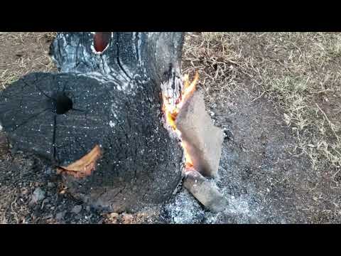 How to burn tree stumps