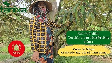 [Trị nứt thân xì mủ] vườn sầu riêng cô Nhạn-Phần 2-xã Mỹ Đức Tây-Cái Bè-Tiền Giang-11.3.2024