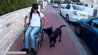 קצח כלבת שירות