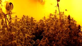Medical Marijuana Wk 5 Flowering Update & How To Use The Gas Lantern Technique For Veg & Flowering