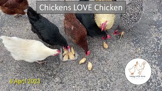 Chickens Love Chicken