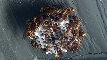 Wasp !  Time Lapse
