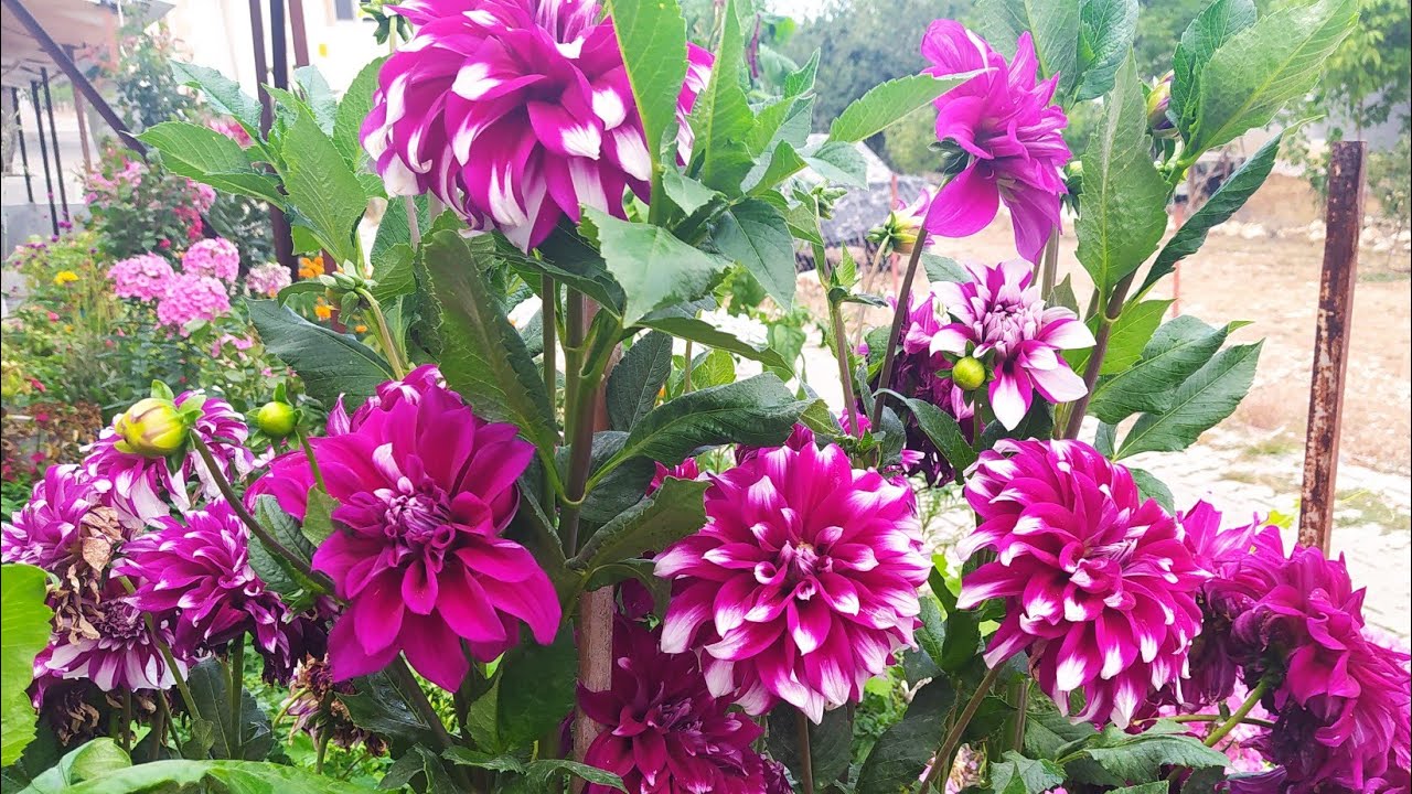 YILDIZ ÇİÇEĞİ (PATATES ÇİÇEĞİ) BAKIMI