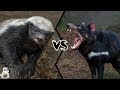 HONEY BADGER VS TASMANIAN DEVIL  - Who Would Win?