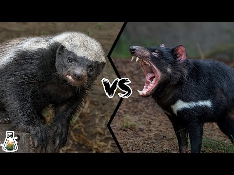 Vídeo: Diferença Entre Diabo Da Tasmânia E Wolverine