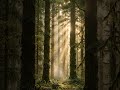 Cinematic Nature Film | Wildlife, Landscapes &amp; Peaceful Earth (4K Ultra HD)