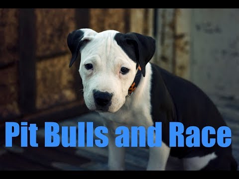Video: Pit Bulls, Profiling, At Prejudice