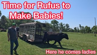 Turning Rufus in with the Ladies