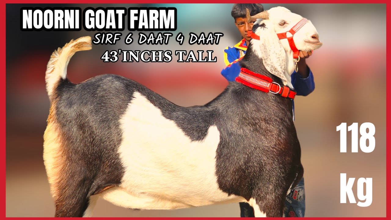 NOORANI GOAT FARM GUJRAT ME 100KG PLUS BAKRE DEGA | 3 DIFF BREED 118 KG ...