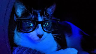 Comparing human to cat and dog vision @CassEris