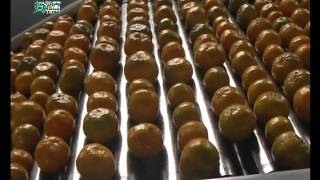 orange grading line