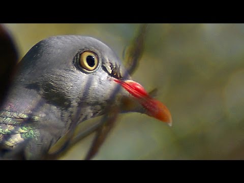 Video: Vityuten pigeon. Wild Wood Pigeon Wood Pigeon: Description