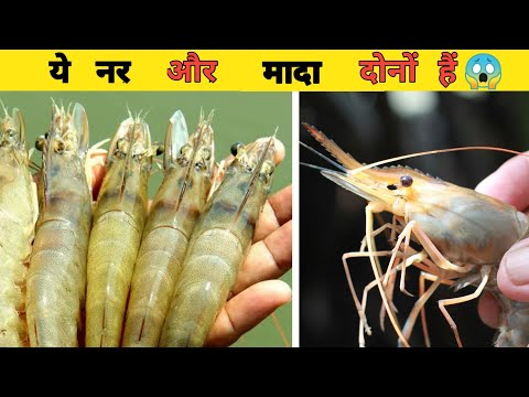 वीडियो: जब झींगा मछली अपने पंजे को फिर से उगाती है तो उसे क्या कहते हैं?