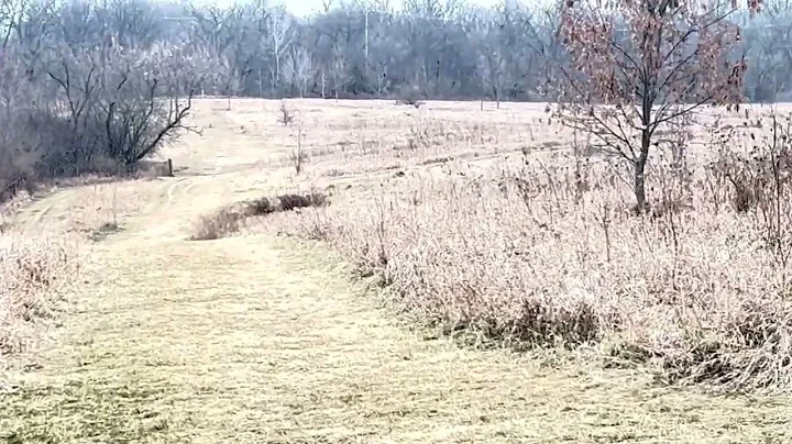 Coop Walk @ Lake Co Dog Park